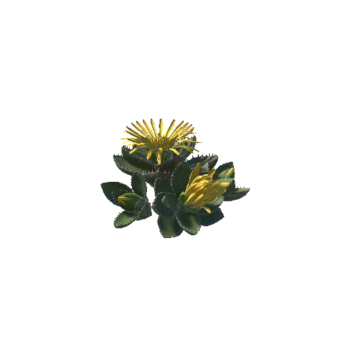 Flower_Faucaria tigrina1 1 1